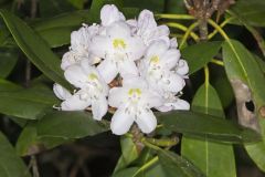 Great Laurel, Rhododendron maximum