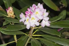 Great Laurel, Rhododendron maximum