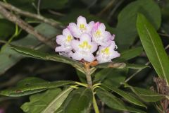 Great Laurel, Rhododendron maximum