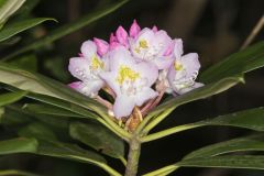 Great Laurel, Rhododendron maximum
