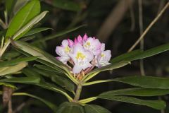 Great Laurel, Rhododendron maximum