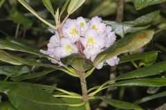 Great Laurel, Rhododendron maximum