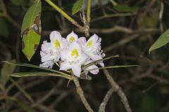 Great Laurel, Rhododendron maximum