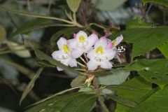 Great Laurel, Rhododendron maximum