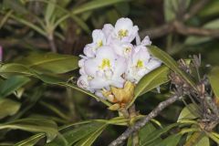 Great Laurel, Rhododendron maximum