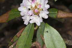 Great Laurel, Rhododendron maximum