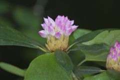 Great Laurel, Rhododendron maximum