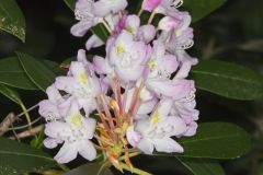 Great Laurel, Rhododendron maximum