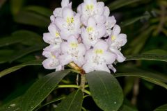 Great Laurel, Rhododendron maximum