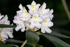 Great Laurel, Rhododendron maximum