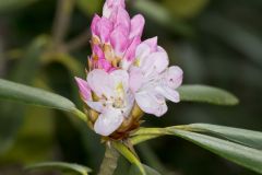 Great Laurel, Rhododendron maximum