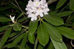 Great Laurel, Rhododendron maximum