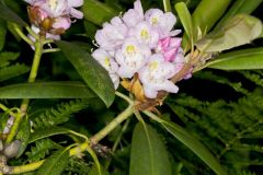 Great Laurel, Rhododendron maximum