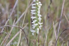 Great Plains Ladies' Tresses, Spiranthes magnicamporum