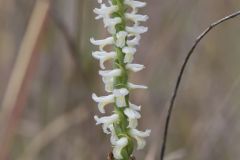 Great Plains Ladies' Tresses, Spiranthes magnicamporum