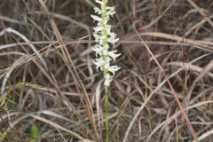 Great Plains Ladies' Tresses, Spiranthes magnicamporum