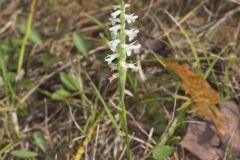 Great Plains Ladies' Tresses, Spiranthes magnicamporum