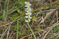 Great Plains Ladies' Tresses, Spiranthes magnicamporum