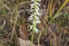 Great Plains Ladies' Tresses, Spiranthes magnicamporum