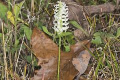 Great Plains Ladies' Tresses, Spiranthes magnicamporum