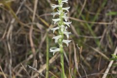 Great Plains Ladies' Tresses, Spiranthes magnicamporum