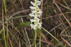 Great Plains Ladies' Tresses, Spiranthes magnicamporum