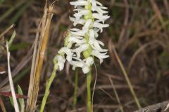 Great Plains Ladies' Tresses, Spiranthes magnicamporum