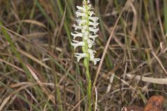 Great Plains Ladies' Tresses, Spiranthes magnicamporum