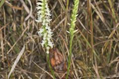 Great Plains Ladies' Tresses, Spiranthes magnicamporum