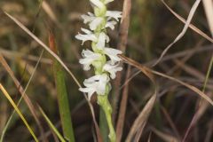 Great Plains Ladies' Tresses, Spiranthes magnicamporum