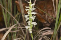 Great Plains Ladies' Tresses, Spiranthes magnicamporum