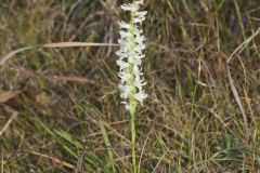 Great Plains Ladies' Tresses, Spiranthes magnicamporum