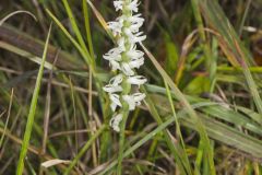 Great Plains Ladies' Tresses, Spiranthes magnicamporum