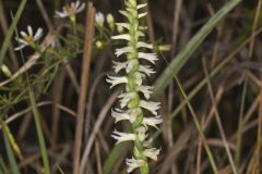 Great Plains Ladies' Tresses, Spiranthes magnicamporum