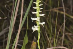 Great Plains Ladies' Tresses, Spiranthes magnicamporum