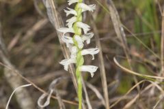 Great Plains Ladies' Tresses, Spiranthes magnicamporum