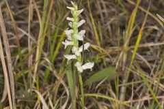 Great Plains Ladies' Tresses, Spiranthes magnicamporum