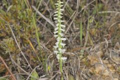 Great Plains Ladies' Tresses, Spiranthes magnicamporum