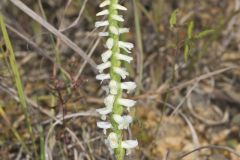 Great Plains Ladies' Tresses, Spiranthes magnicamporum