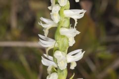 Great Plains Ladies' Tresses, Spiranthes magnicamporum