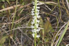 Great Plains Ladies' Tresses, Spiranthes magnicamporum