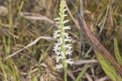 Great Plains Ladies' Tresses, Spiranthes magnicamporum