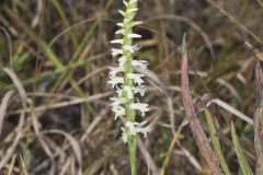 Great Plains Ladies' Tresses, Spiranthes magnicamporum