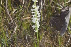 Great Plains Ladies' Tresses, Spiranthes magnicamporum