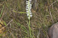 Great Plains Ladies' Tresses, Spiranthes magnicamporum