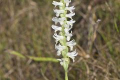 Great Plains Ladies' Tresses, Spiranthes magnicamporum