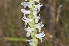 Great Plains Ladies' Tresses, Spiranthes magnicamporum