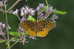 Great Spangled Fritillary, Speyeria cybele