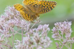 Great Spangled Fritillary, Speyeria cybele