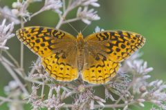 Great Spangled Fritillary, Speyeria cybele